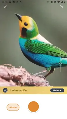 Picture Bird - Bird Identifier android App screenshot 0