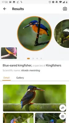 Picture Bird - Bird Identifier android App screenshot 9