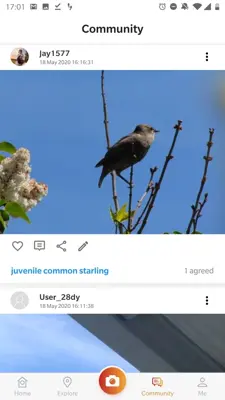 Picture Bird - Bird Identifier android App screenshot 6