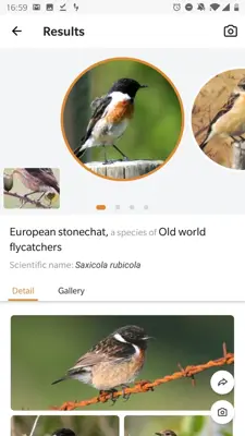 Picture Bird - Bird Identifier android App screenshot 7