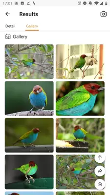 Picture Bird - Bird Identifier android App screenshot 8